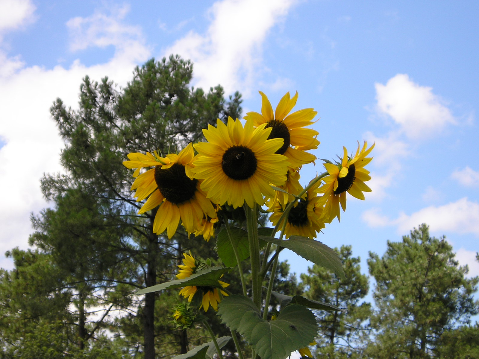 Wallpapers Nature Flowers tournesol