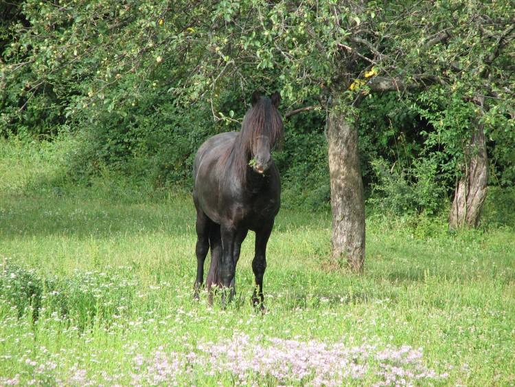 Wallpapers Animals Horses Noiraud