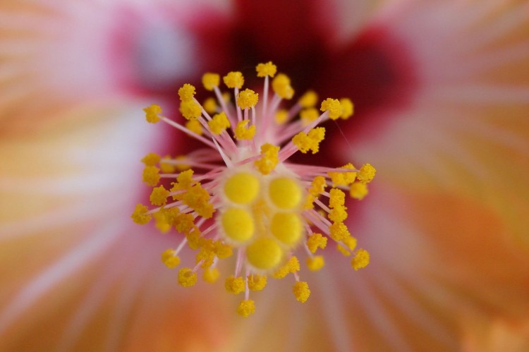 Fonds d'cran Nature Fleurs Ibiscus girondin