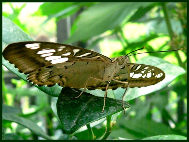 Fonds d'cran Animaux Insectes - Papillons Papillon Domaine Maizeret