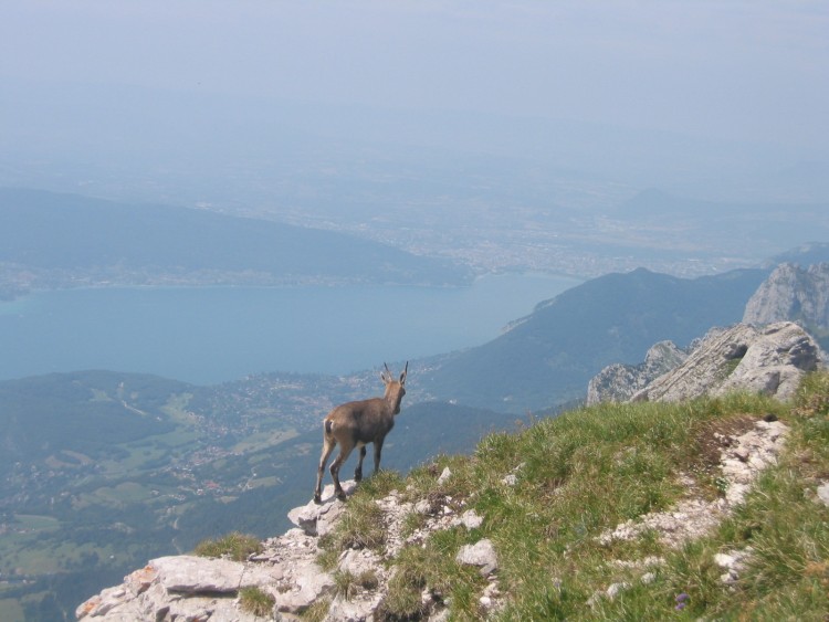 Fonds d'cran Nature Montagnes Un bouquetin contemplant le lac