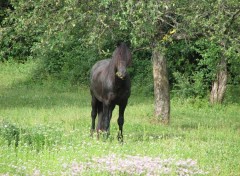 Fonds d'cran Animaux Noiraud