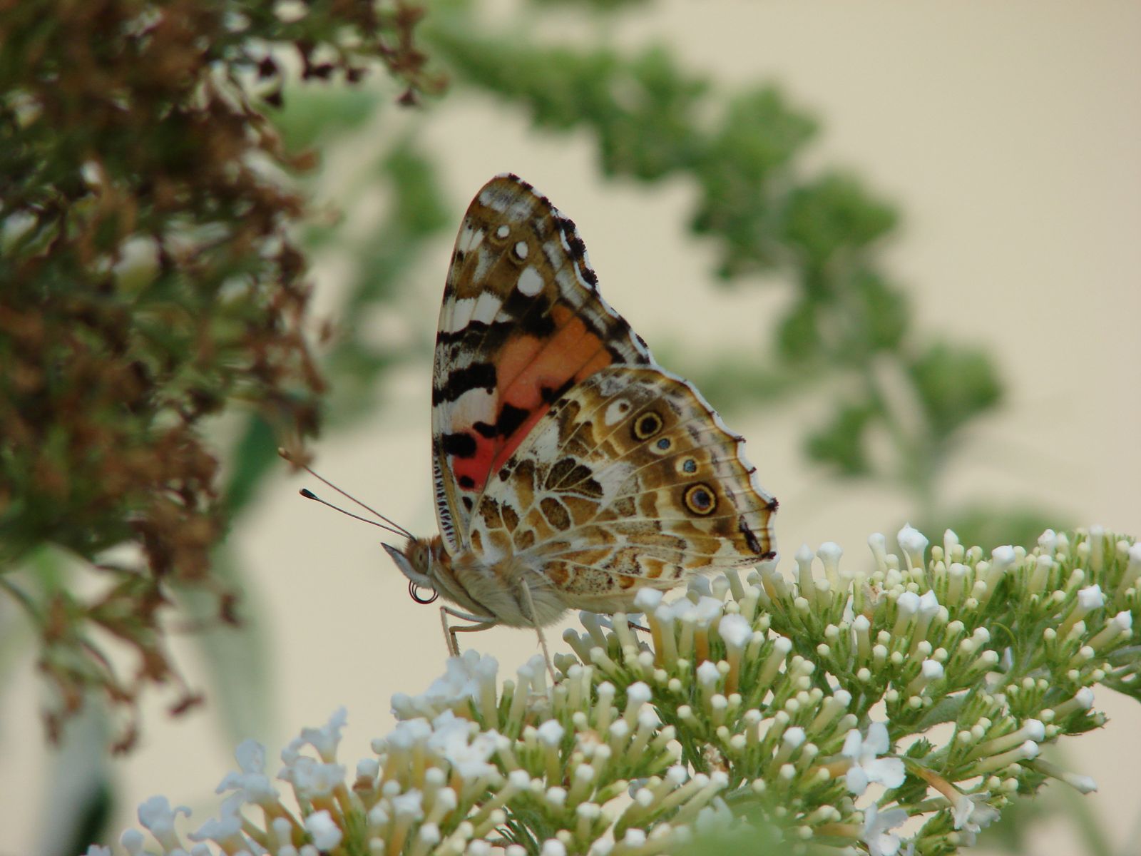 Wallpapers Animals Insects - Butterflies Papillon