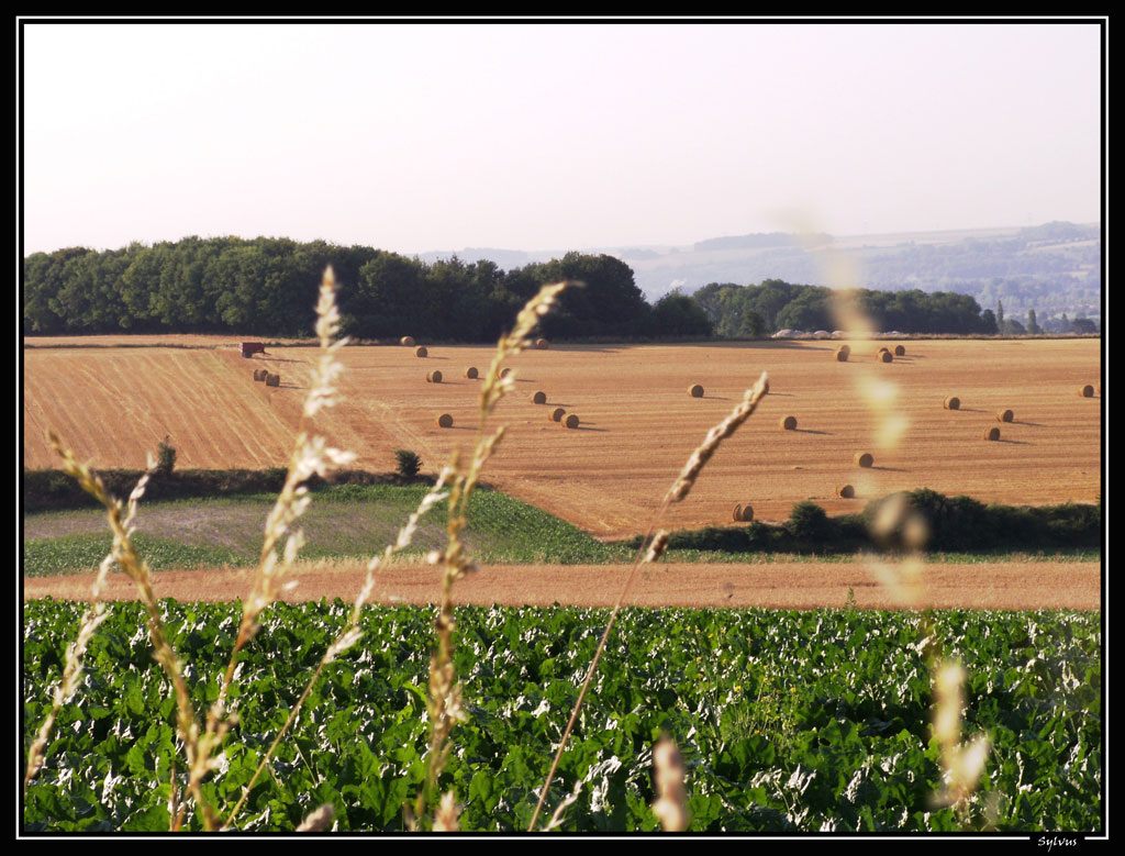 Fonds d'cran Nature Champs - Prairies champ dans la somme