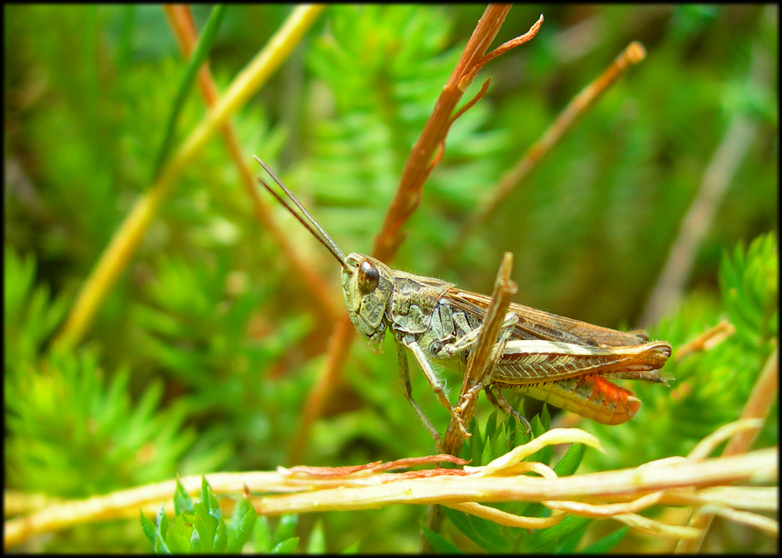 Fonds d'cran Animaux Insectes - Sauterelles et Criquets Sauterelle