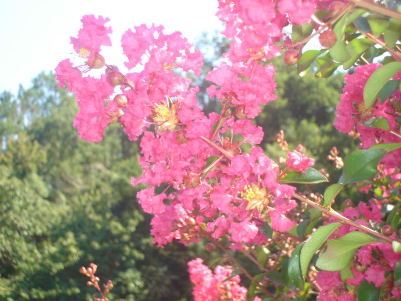 Fonds d'cran Nature Fleurs 