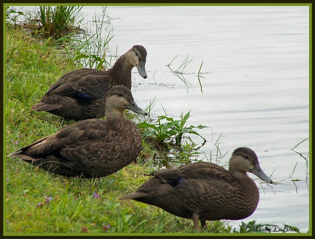 Fonds d'cran Animaux Oiseaux - Canards 