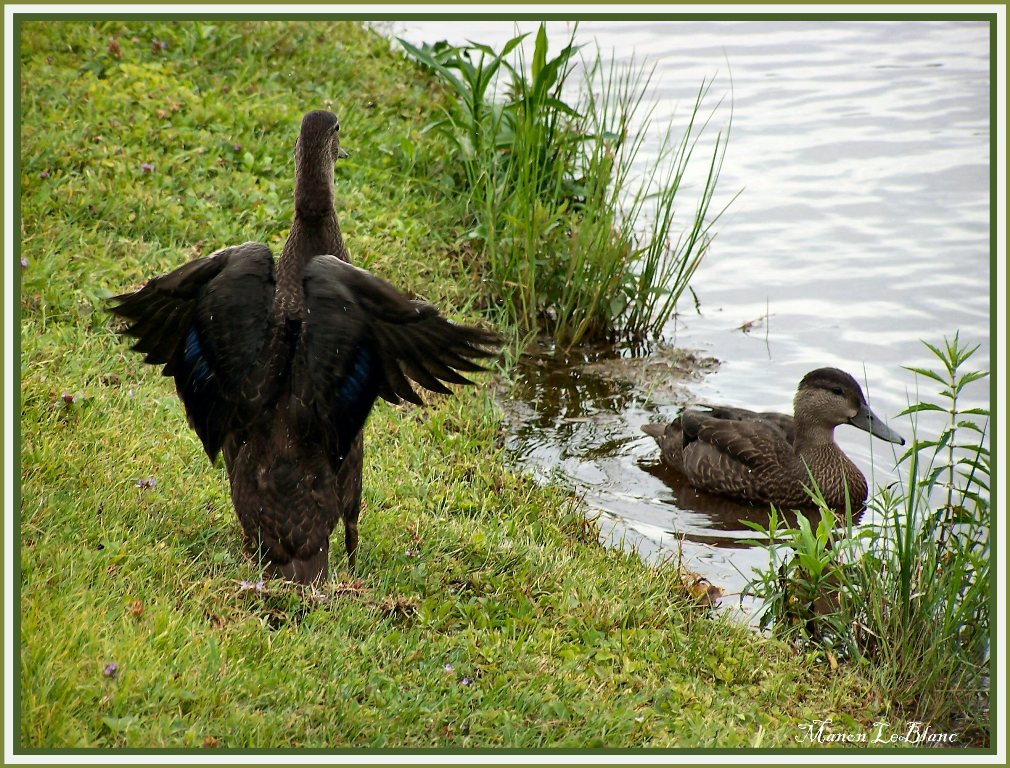 Fonds d'cran Animaux Oiseaux - Canards 