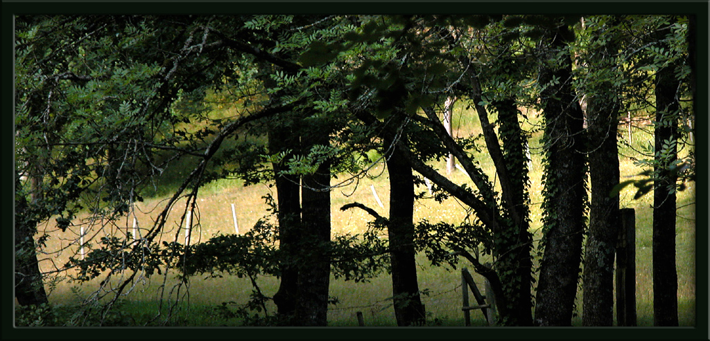 Fonds d'cran Nature Arbres - Forts Soir d't