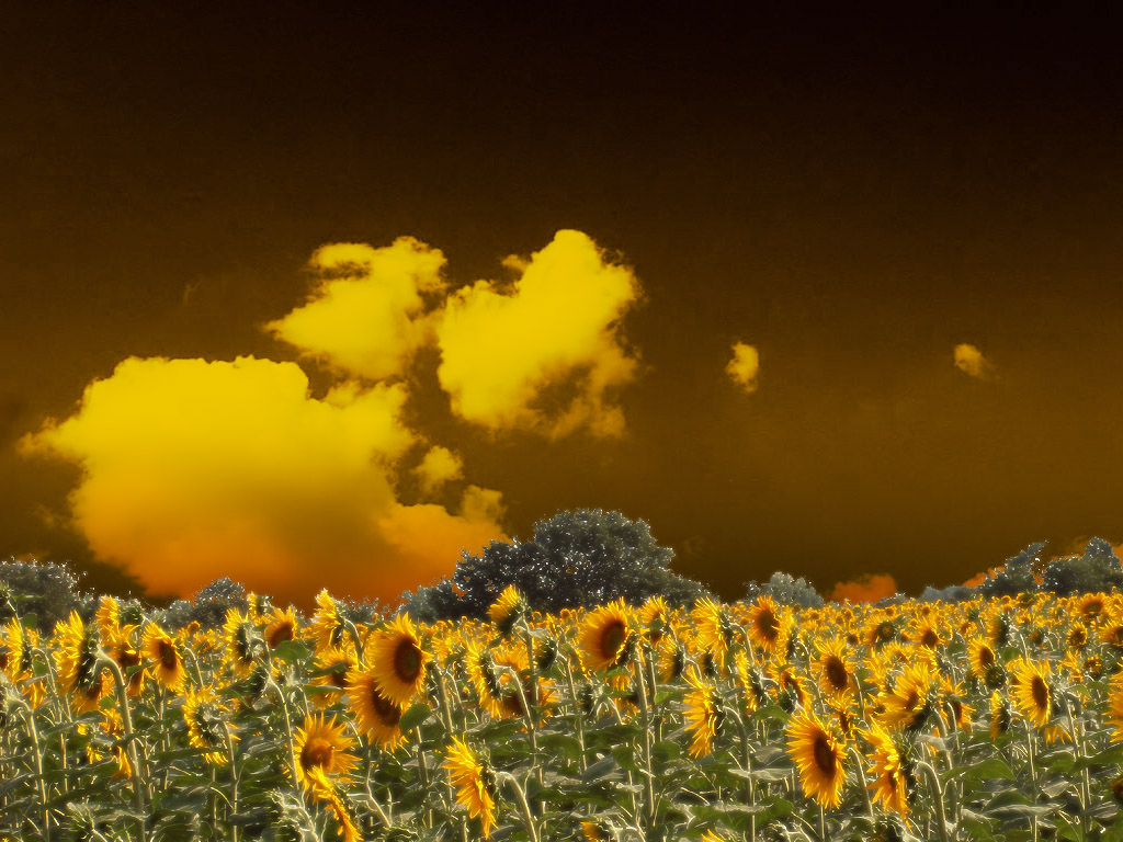 Fonds d'cran Nature Fleurs ciel dor