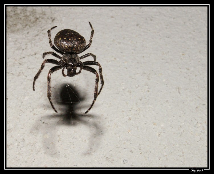 Wallpapers Animals Spiders belle bete!!