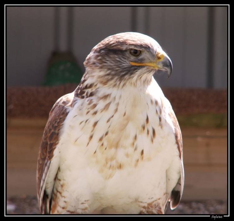 Wallpapers Animals Birds - Eagles aigle