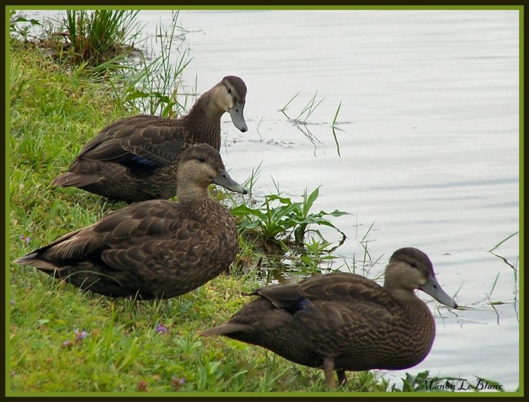 Fonds d'cran Animaux Oiseaux - Canards Wallpaper N145781