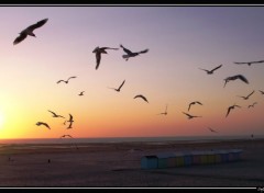 Fonds d'cran Animaux lach de mouette  berck