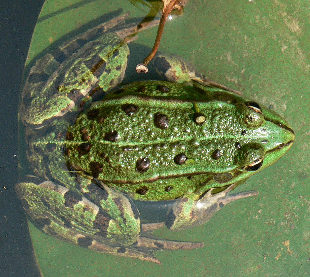 Fonds d'cran Animaux Grenouilles - Crapauds Symtrie (presque) parfaite