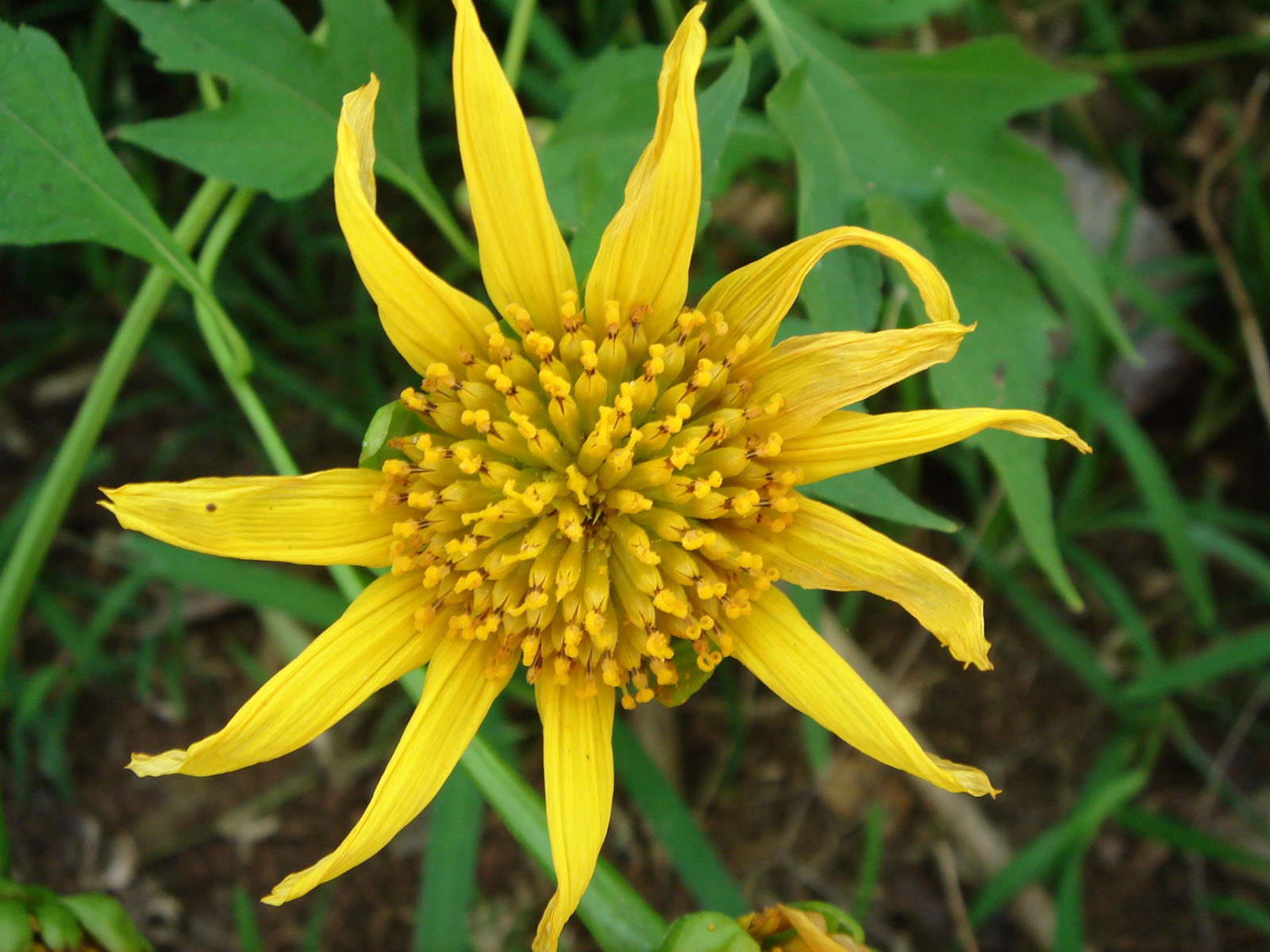 Fonds d'cran Nature Fleurs tournesol