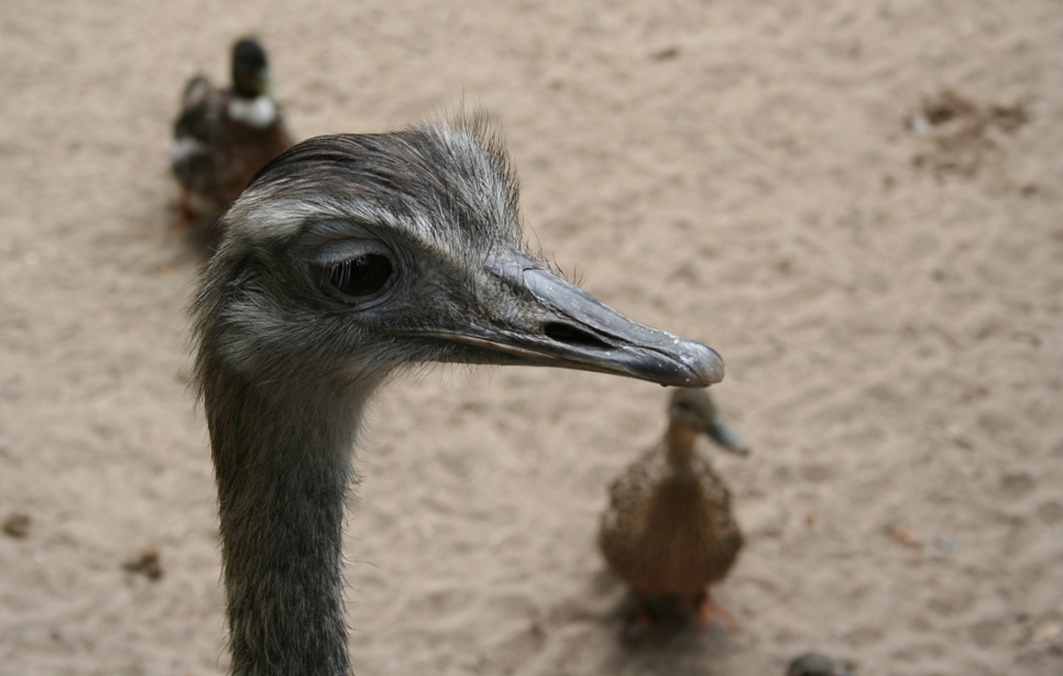 Fonds d'cran Animaux Oiseaux - Autruches et Emeus Autruche