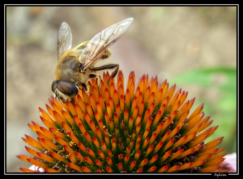 Wallpapers Animals Insects - Bees, Wasps guepe qui butine!!