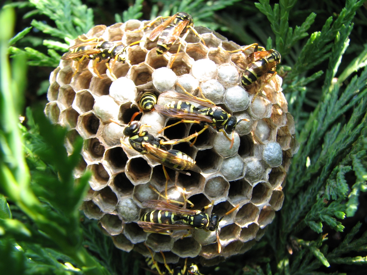 Wallpapers Animals Insects - Bees, Wasps Indiscretion dangeureuse...