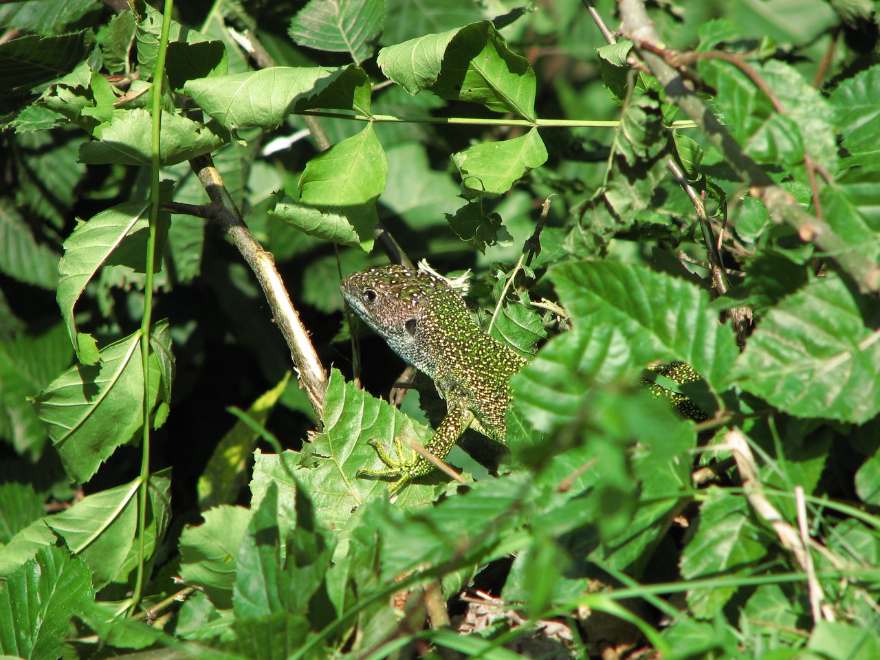 Fonds d'cran Animaux Lzards - Iguanes Camouflage