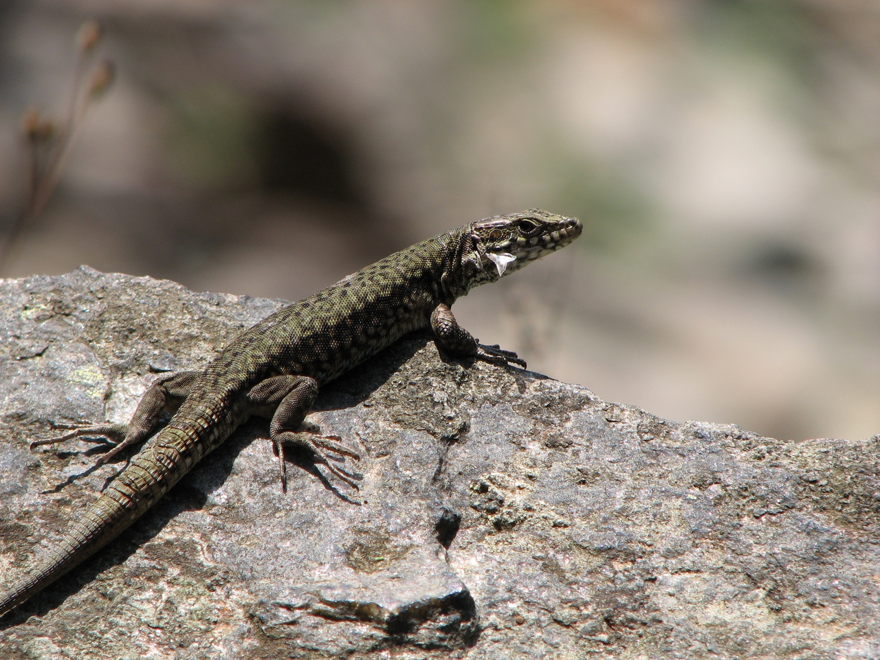 Fonds d'cran Animaux Lzards - Iguanes 