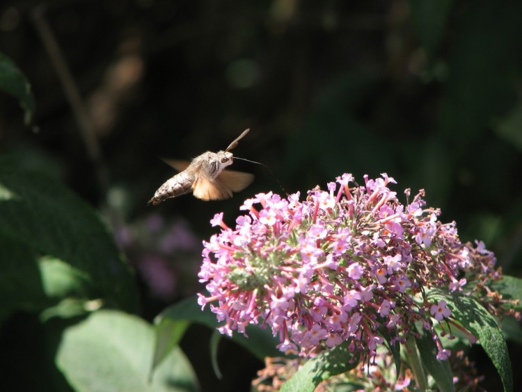 Wallpapers Animals Insects - Bombyles Ravitaillement en vol