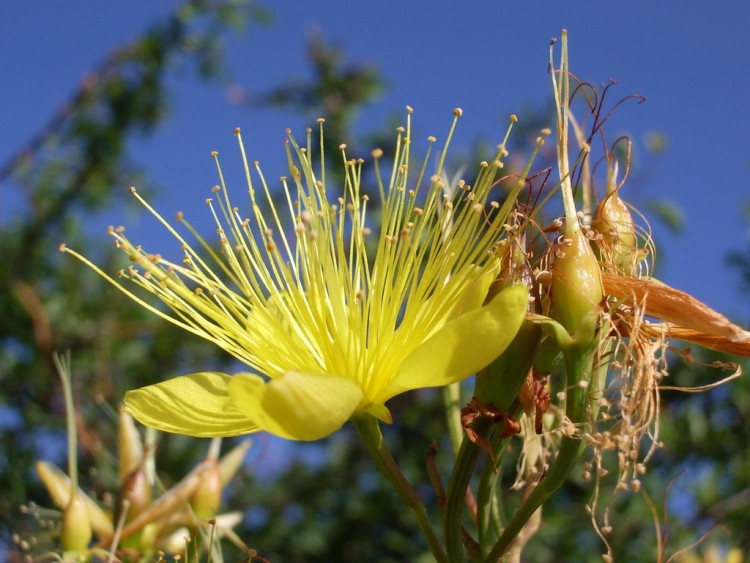 Wallpapers Nature Flowers fleur