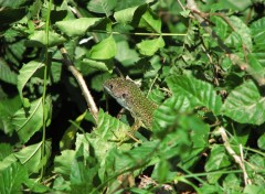 Fonds d'cran Animaux Camouflage