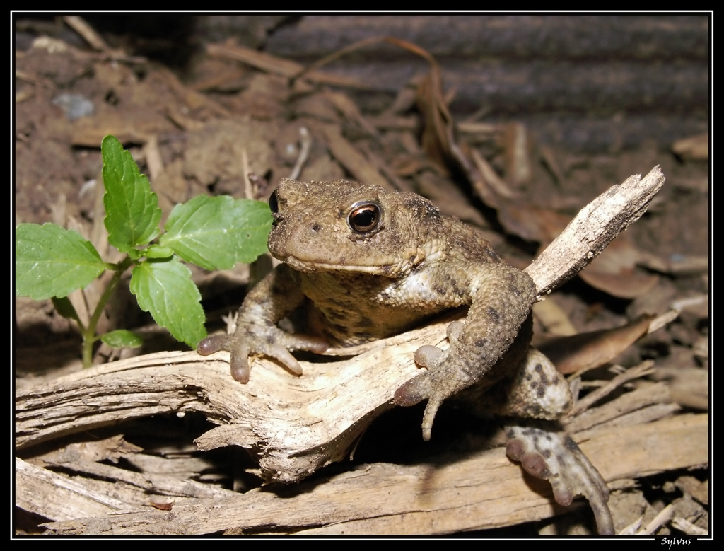 Wallpapers Animals Frogs - Toads crapeau