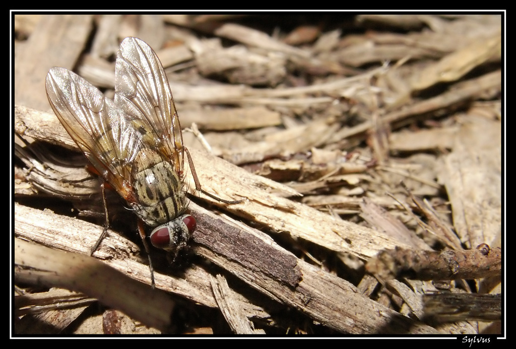 Fonds d'cran Animaux Insectes - Mouches une sorte de mouche...