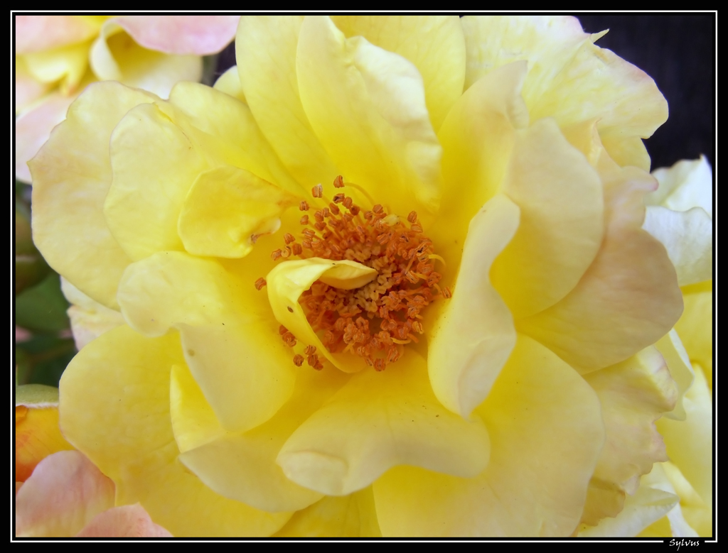 Fonds d'cran Nature Fleurs coeur de rose jaune