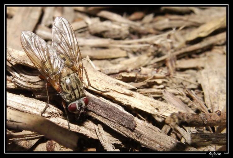 Wallpapers Animals Insects - Flies une sorte de mouche...