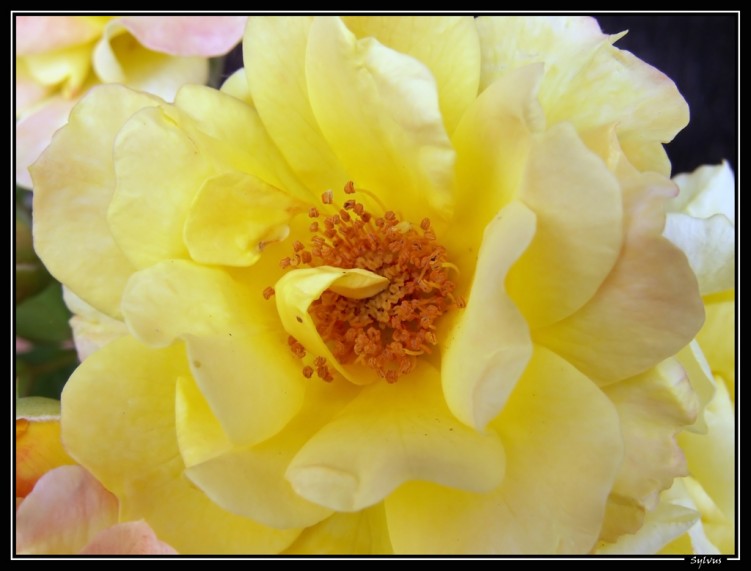 Wallpapers Nature Flowers coeur de rose jaune