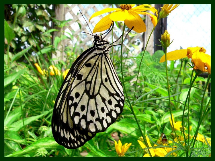 Wallpapers Animals Insects - Butterflies Voilire Maizeret