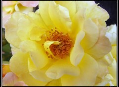 Wallpapers Nature coeur de rose jaune