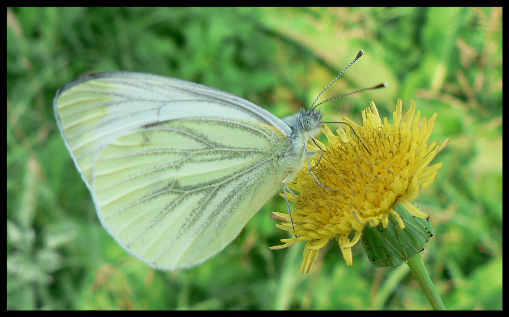 Wallpapers Animals Insects - Butterflies Piride sur pissenlit