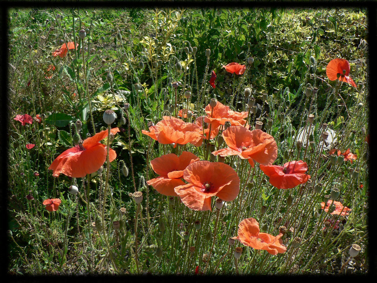 Wallpapers Nature Flowers Bouquet de coquelicots