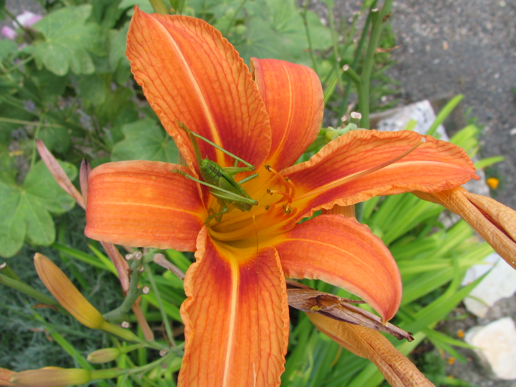 Fonds d'cran Nature Fleurs 