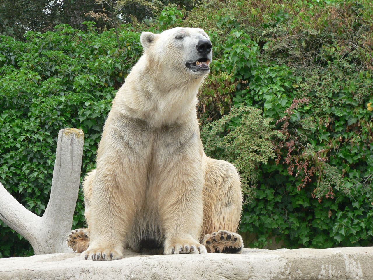 Fonds d'cran Animaux Ours Ours blanc