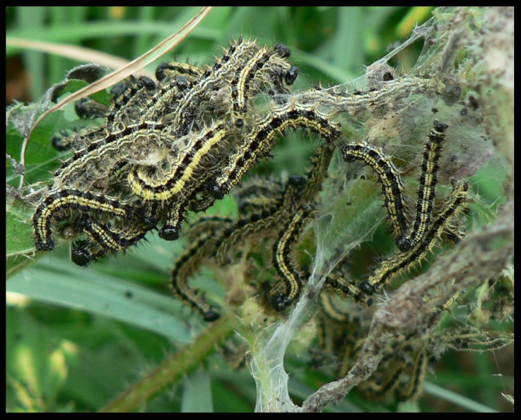 Fonds d'cran Animaux Insectes - Chenilles Nid de chenilles