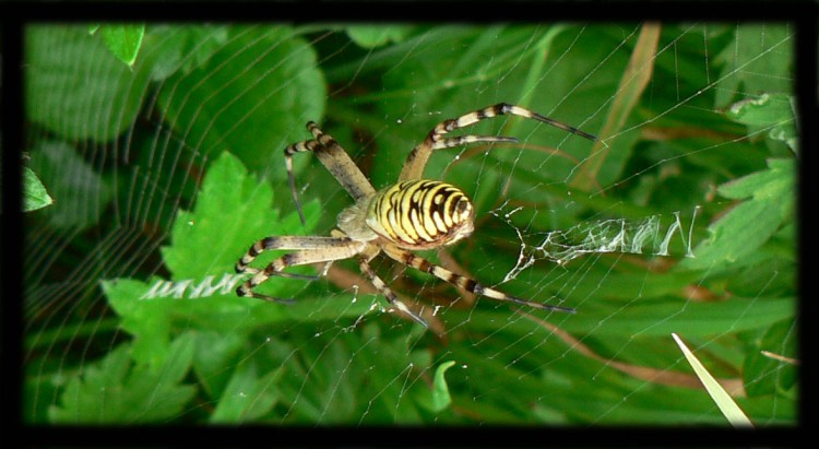 Fonds d'cran Animaux Araignes L'araigne jaune