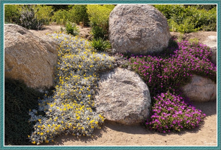 Wallpapers Nature Flowers L'Ile de beaut