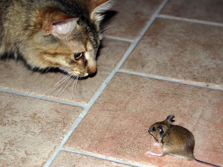 Fonds d'cran Animaux Chats - Chatons les carottes sont cuites