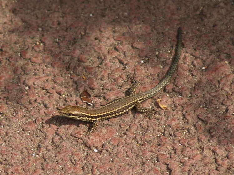 Fonds d'cran Animaux Lzards - Iguanes Lzard