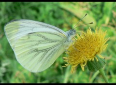 Fonds d'cran Animaux Piride sur pissenlit