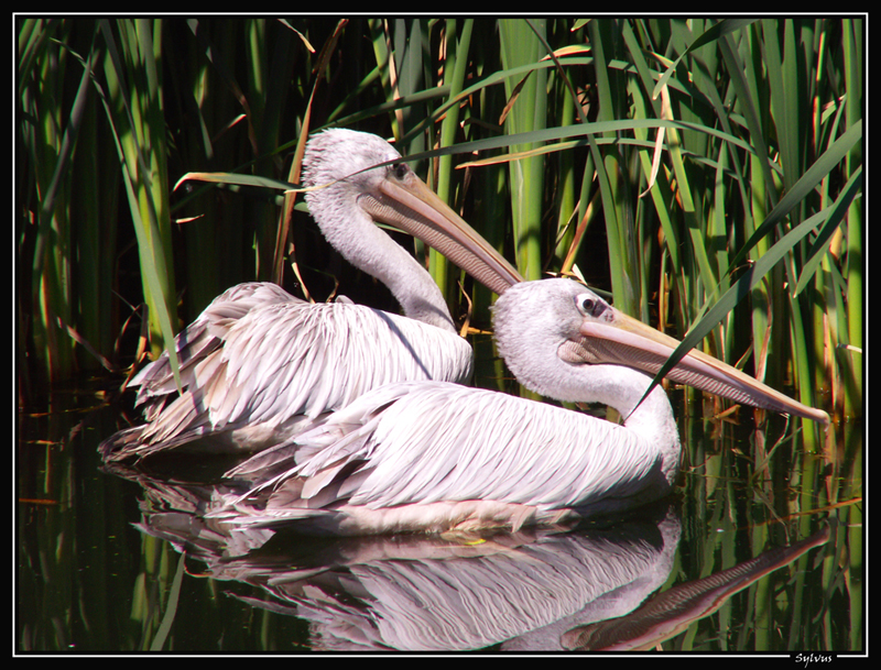 Fonds d'cran Animaux Oiseaux - Plicans jolie couple de plicans!!