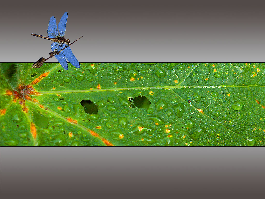 Wallpapers Animals Insects - Dragonflies Lili blue