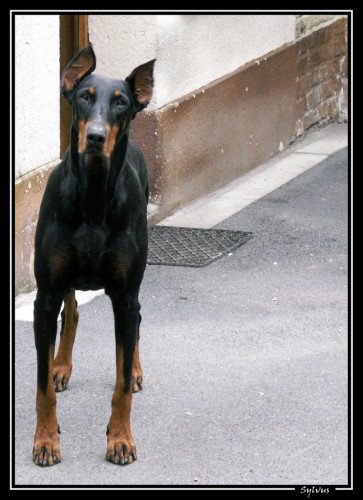 Fonds d'cran Animaux Chiens dobermann