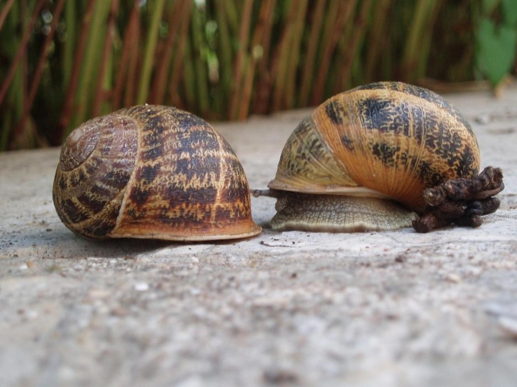 Wallpapers Animals Snails - Slugs Prise de contact