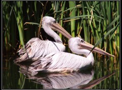 Fonds d'cran Animaux jolie couple de plicans!!